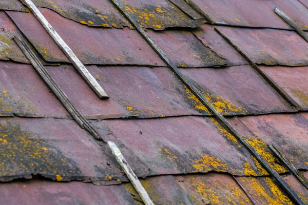 Roof Mold Removal