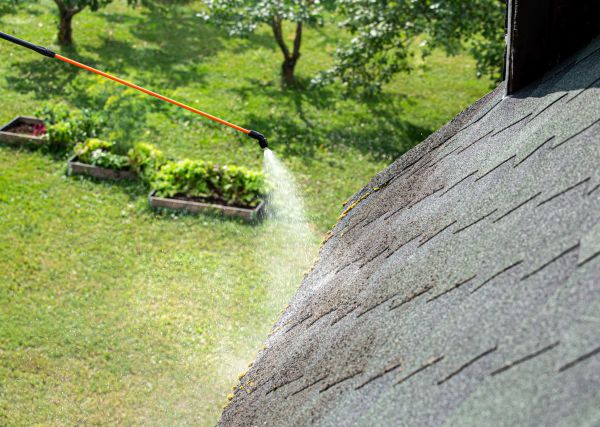 Roof Fungus Removal
